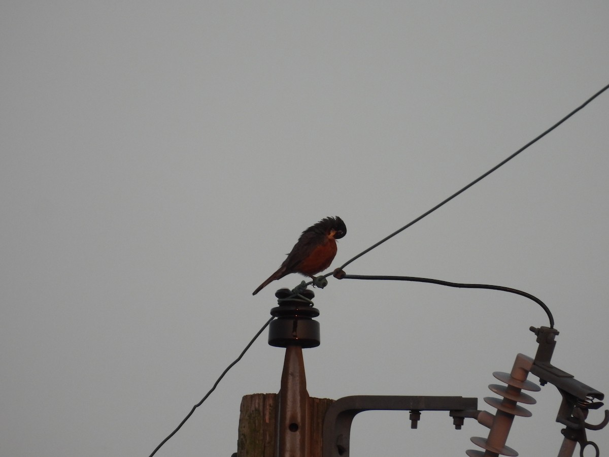 American Robin - ML599797281