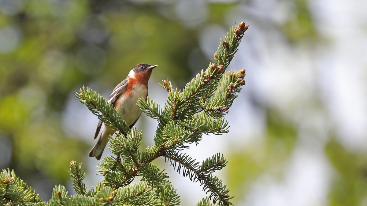 Bay-breasted Warbler - Daniel Jauvin