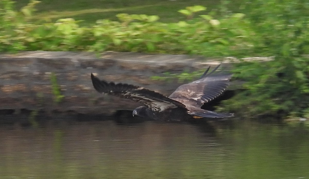 Bald Eagle - ML599798151