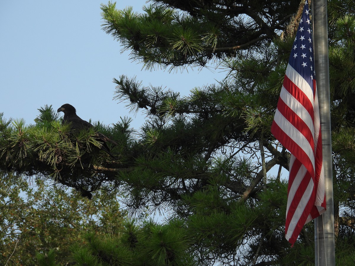 Bald Eagle - ML599798171