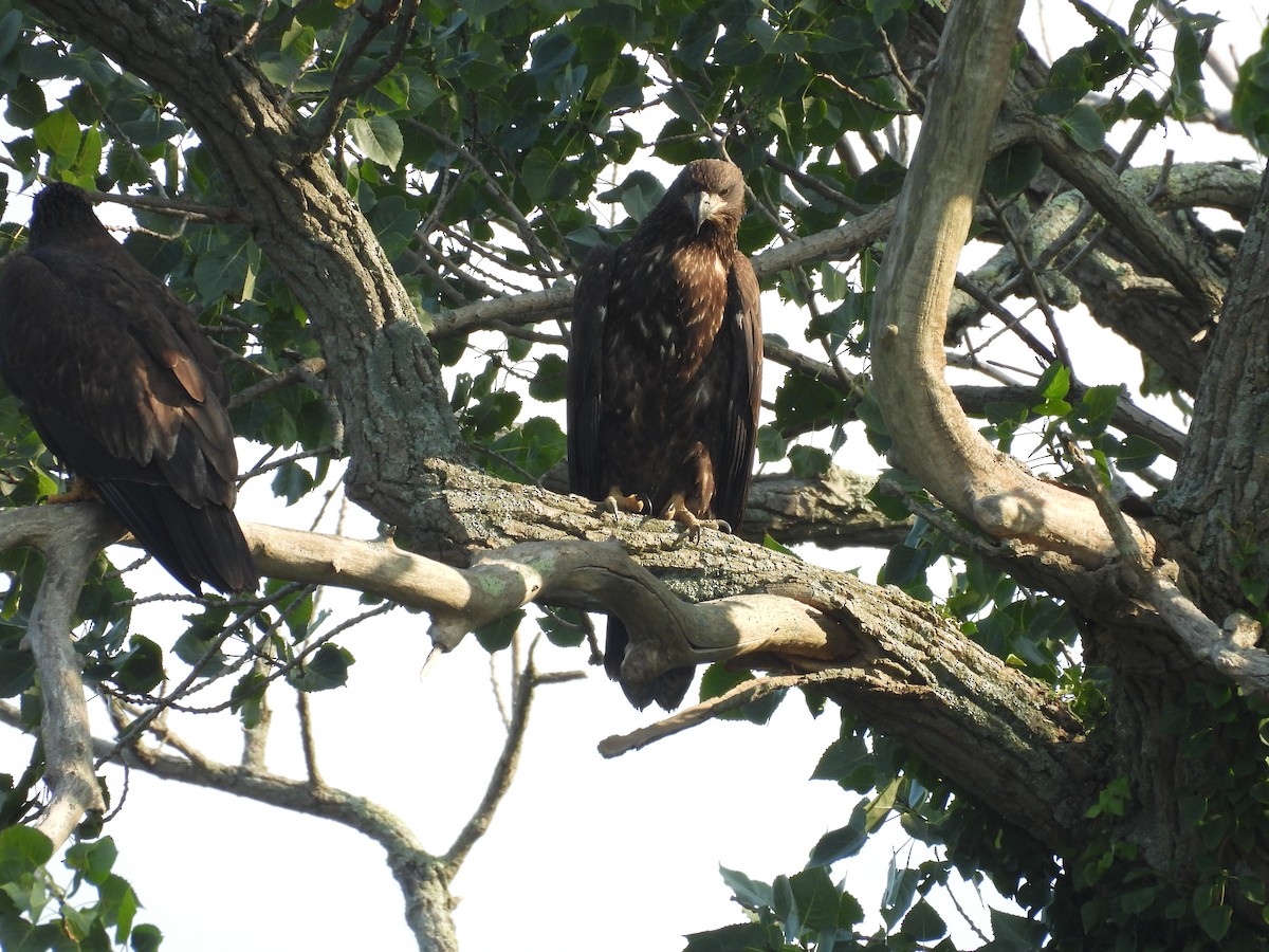 Bald Eagle - John  Paalvast