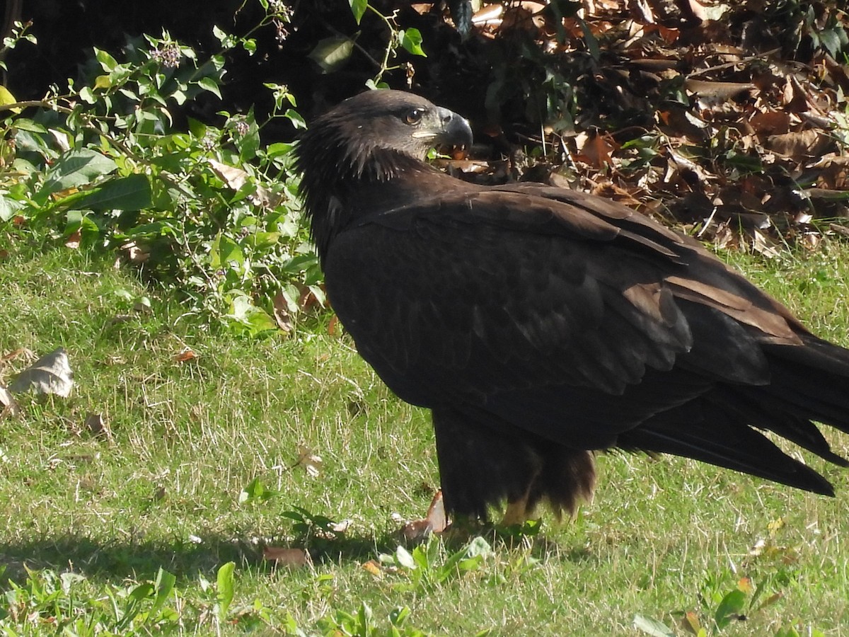 Bald Eagle - John  Paalvast