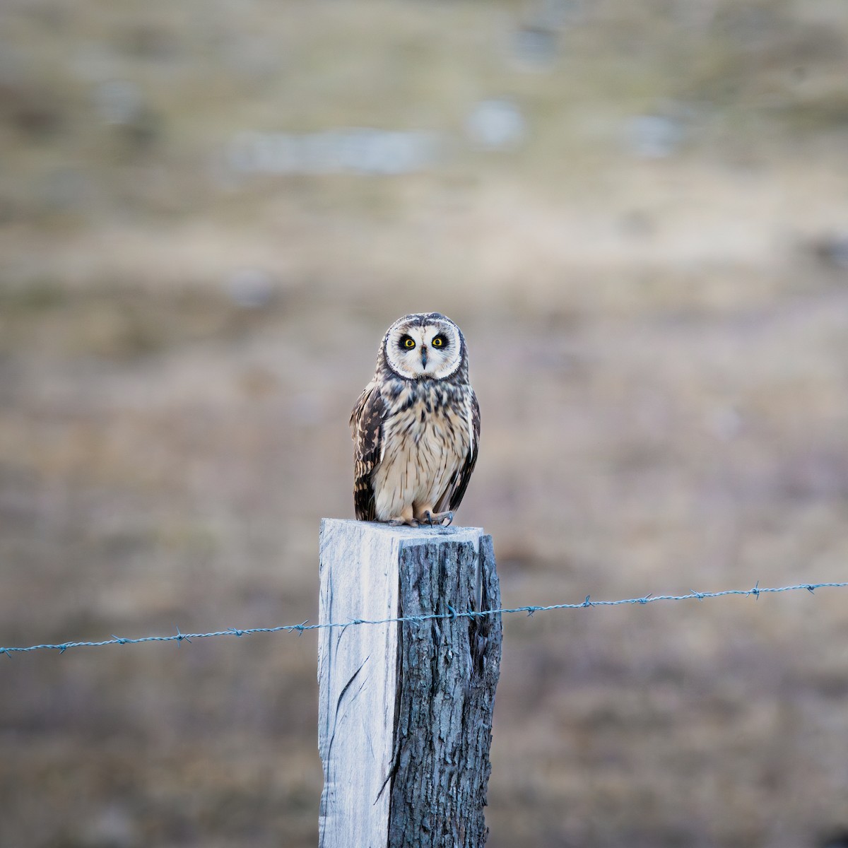 Short-eared Owl - Alan Godoy Parra