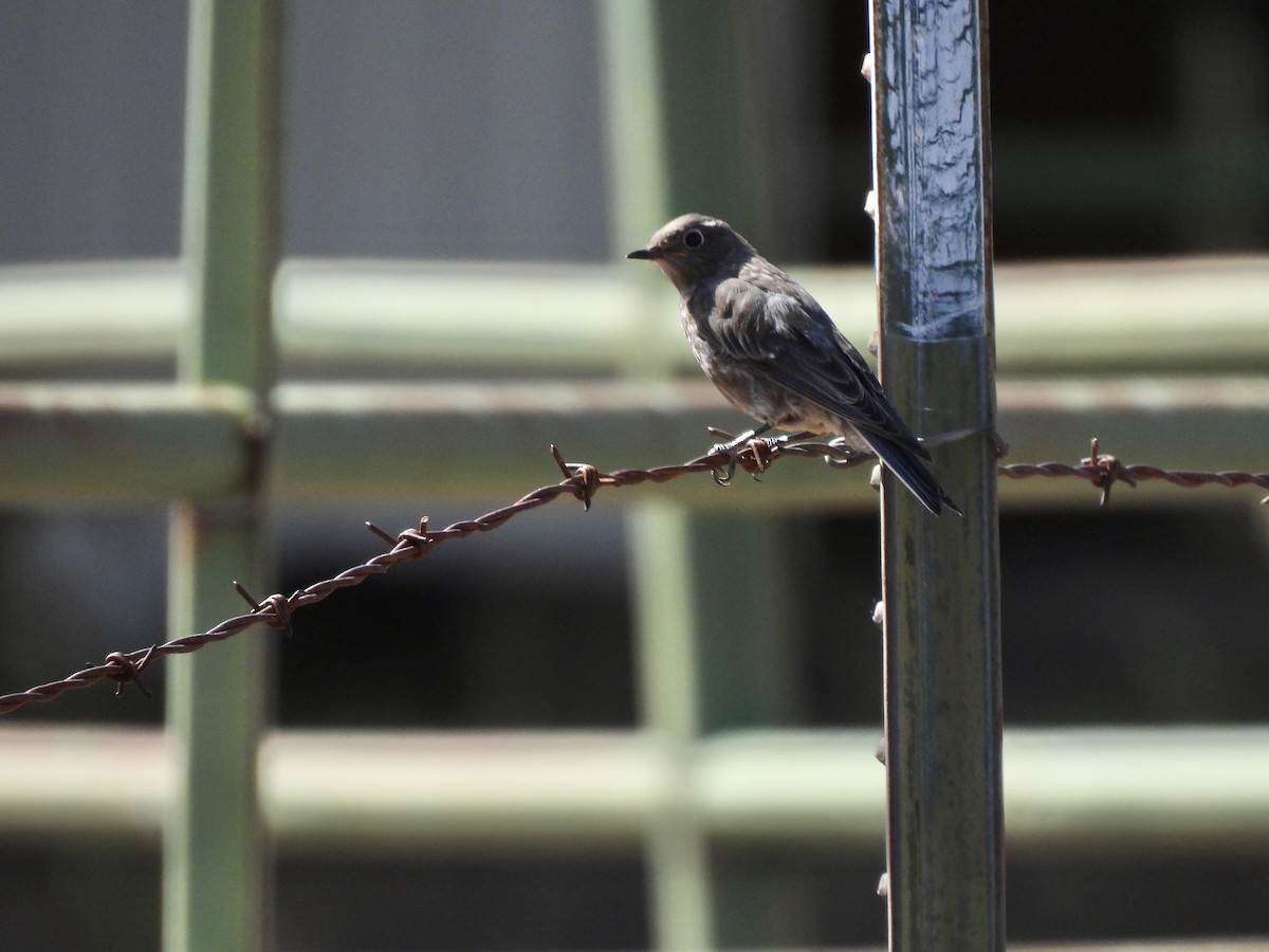 Western Bluebird - ML599798871