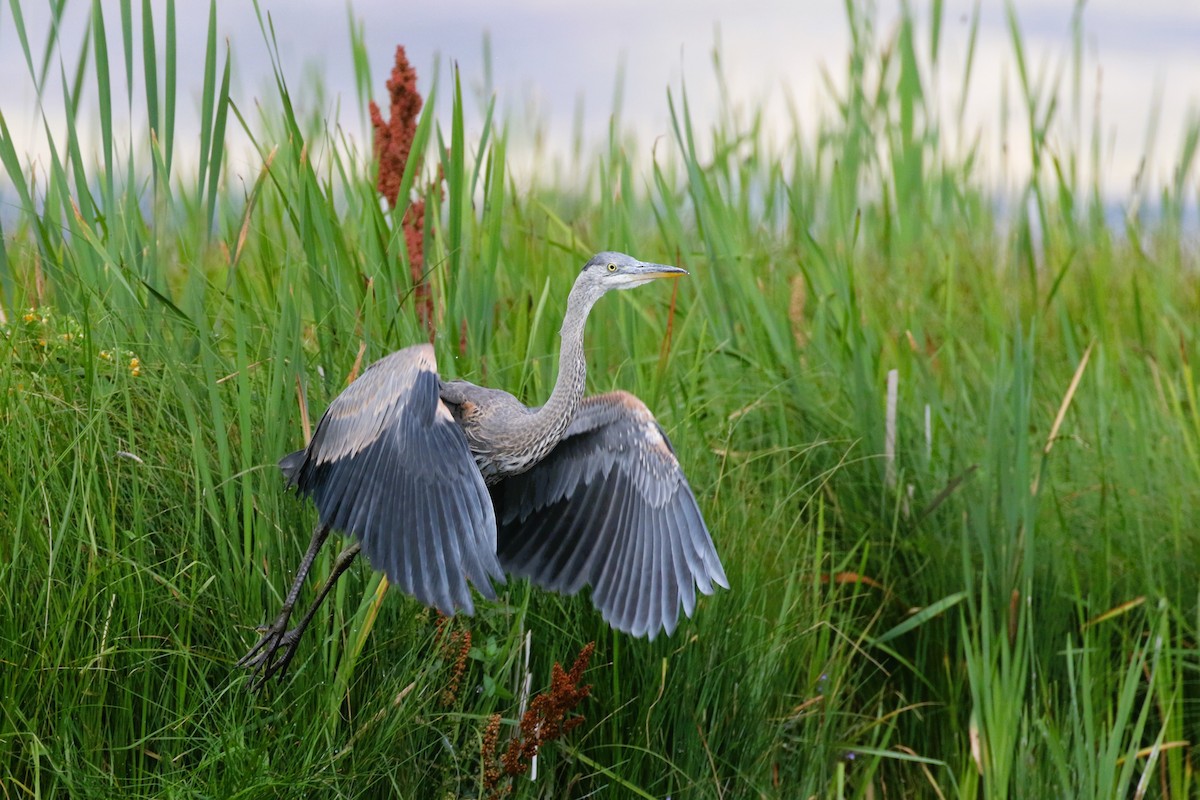 Great Blue Heron - ML599799321