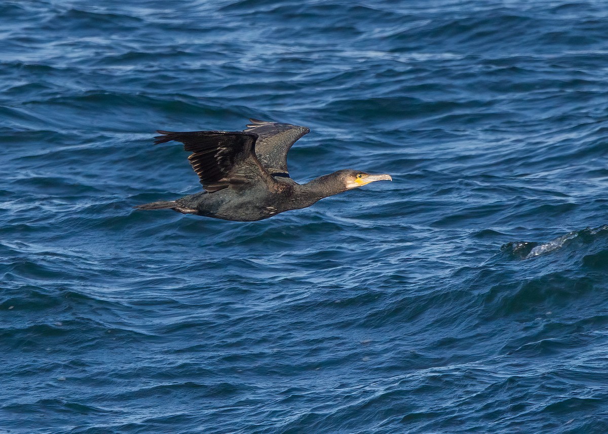 Great Cormorant - Julio Mulero