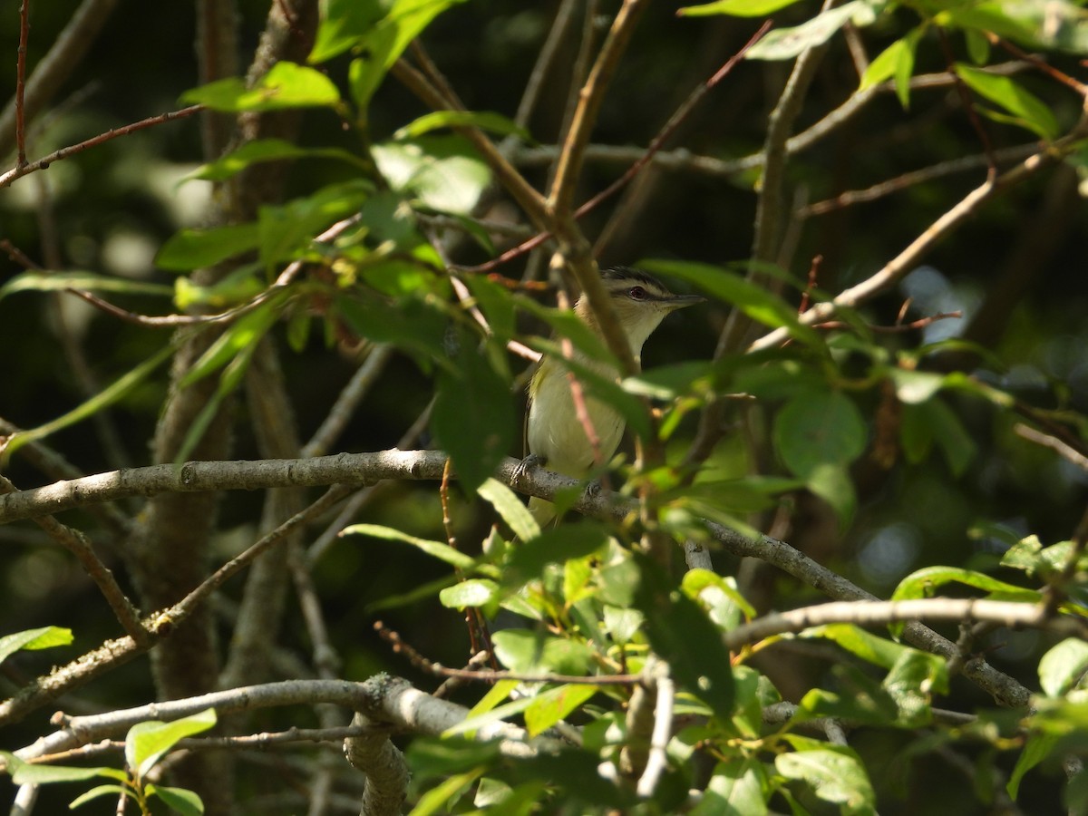 Viréo aux yeux rouges - ML599801101