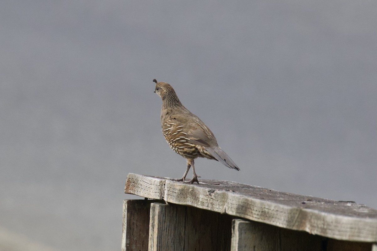 California Quail - ML599802091