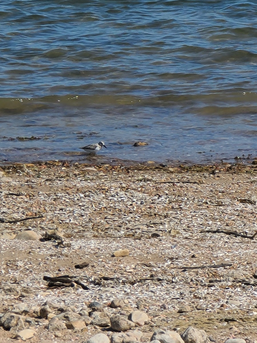 Sanderling - ML599802161