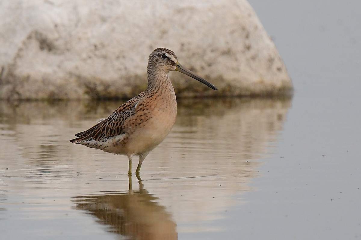 Short-billed Dowitcher - ML599803821