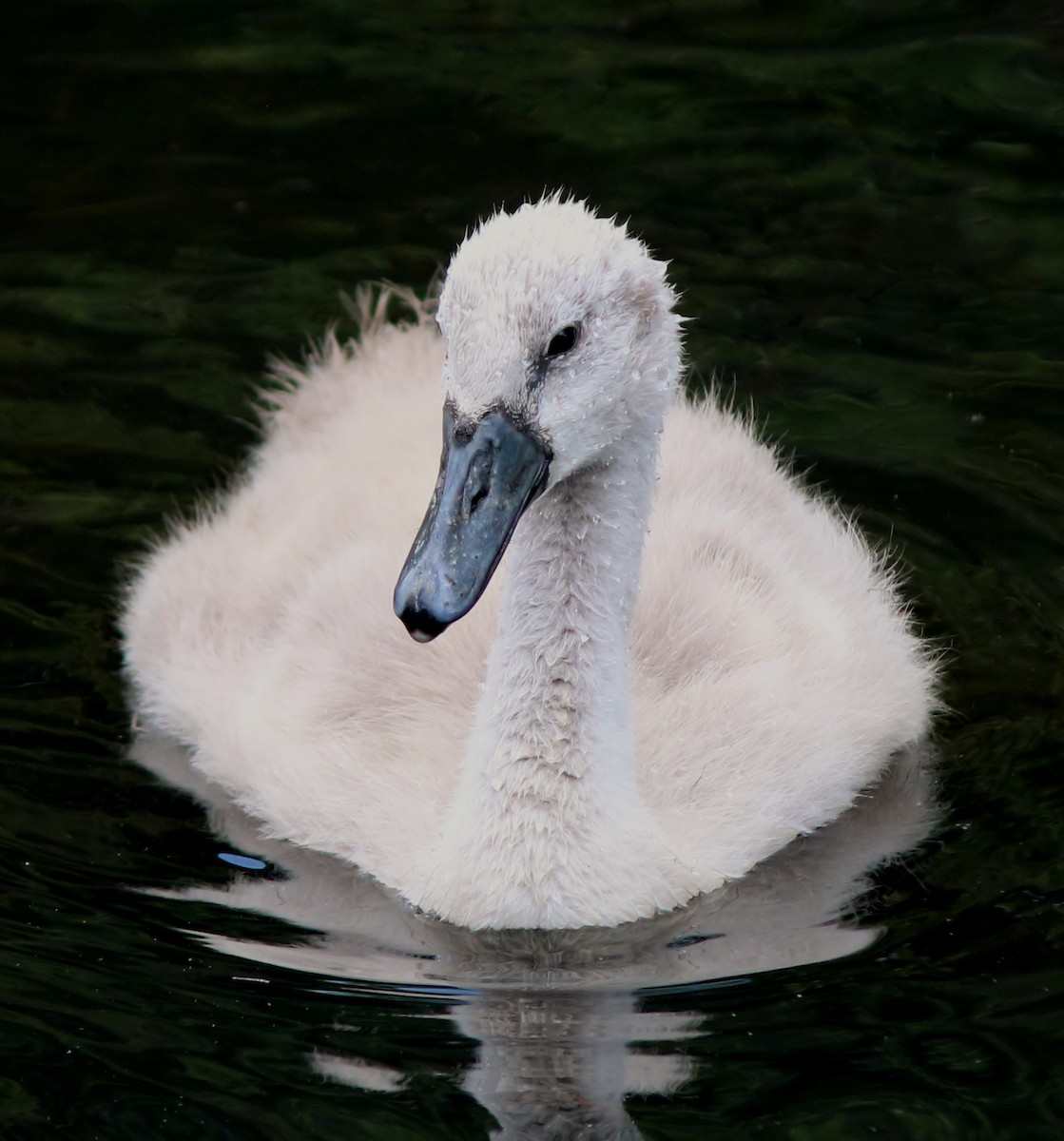 Cygne tuberculé - ML59980411