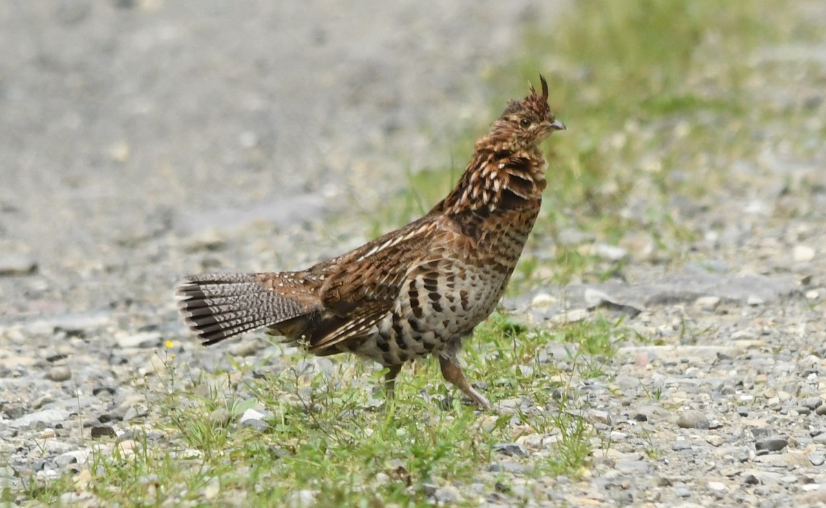 Ruffed Grouse - ML599806341