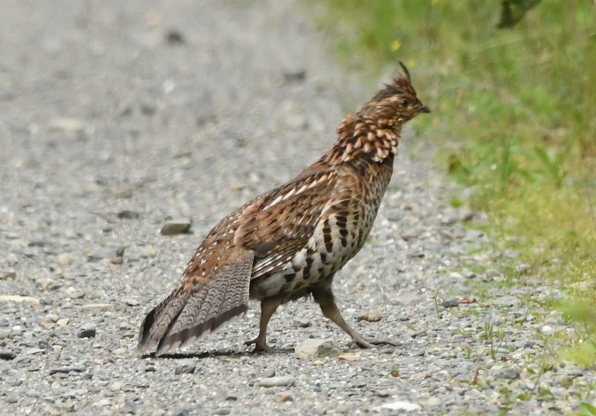 Ruffed Grouse - ML599806371