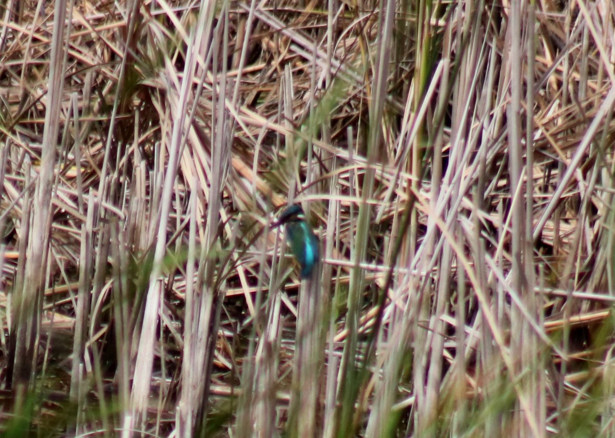 Common Kingfisher - ML599806391