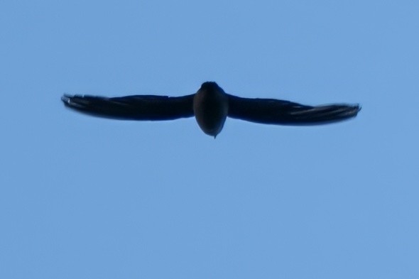 Chimney Swift - ML599807131