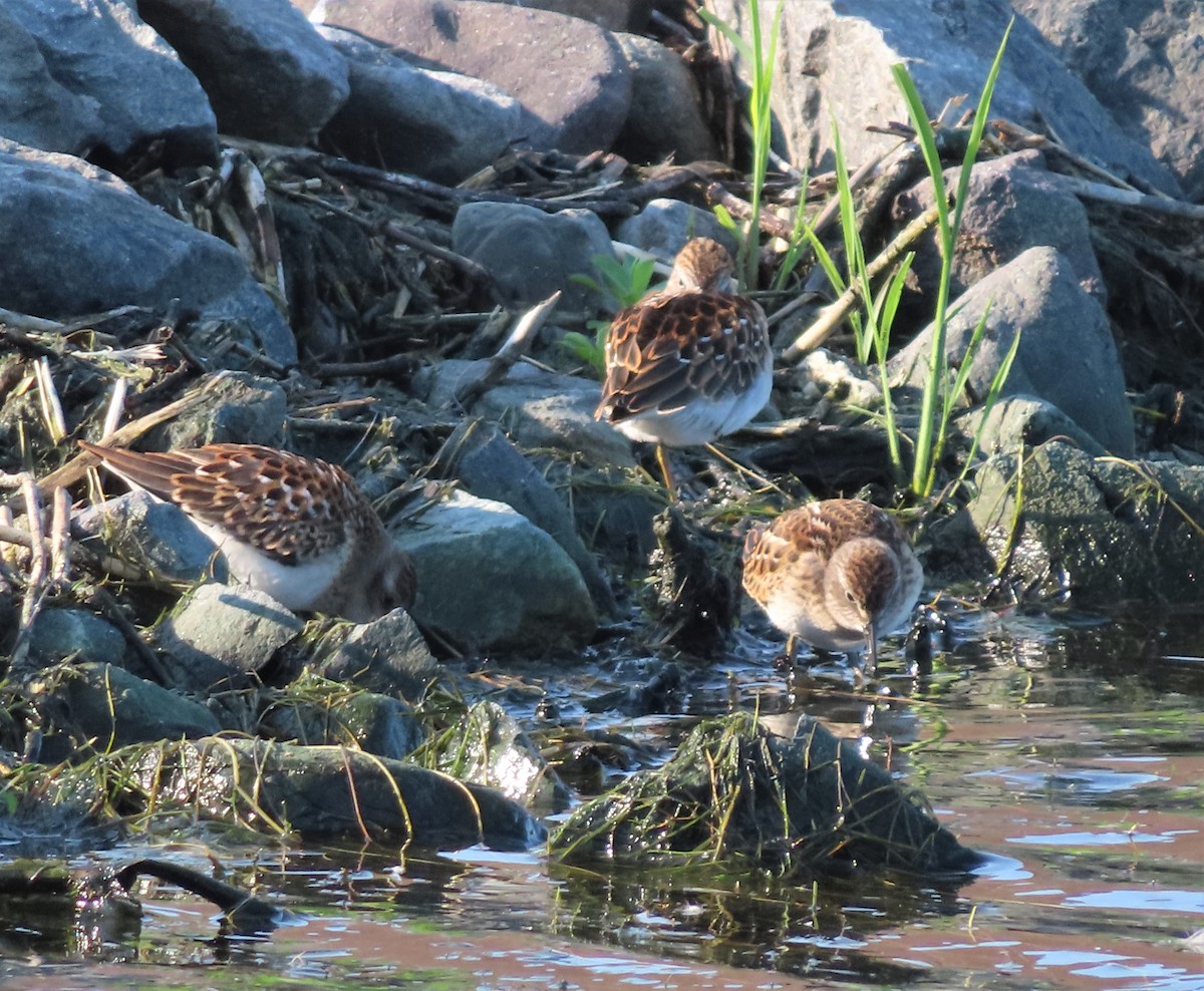 pygmésnipe - ML599807421