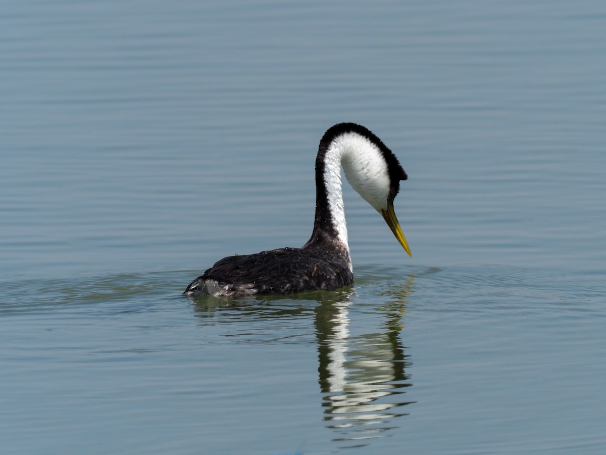 Western Grebe - ML599808401