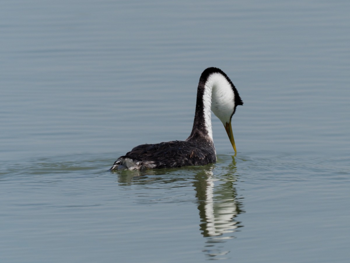 Western Grebe - Todd Deininger