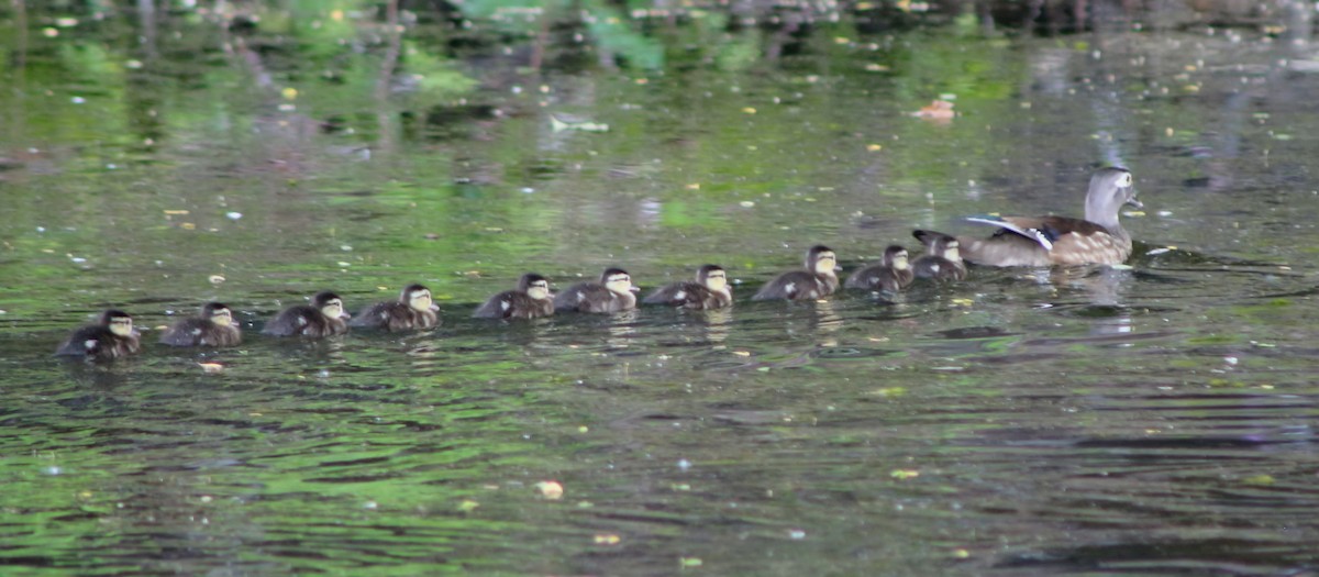 Wood Duck - Brenda Bull