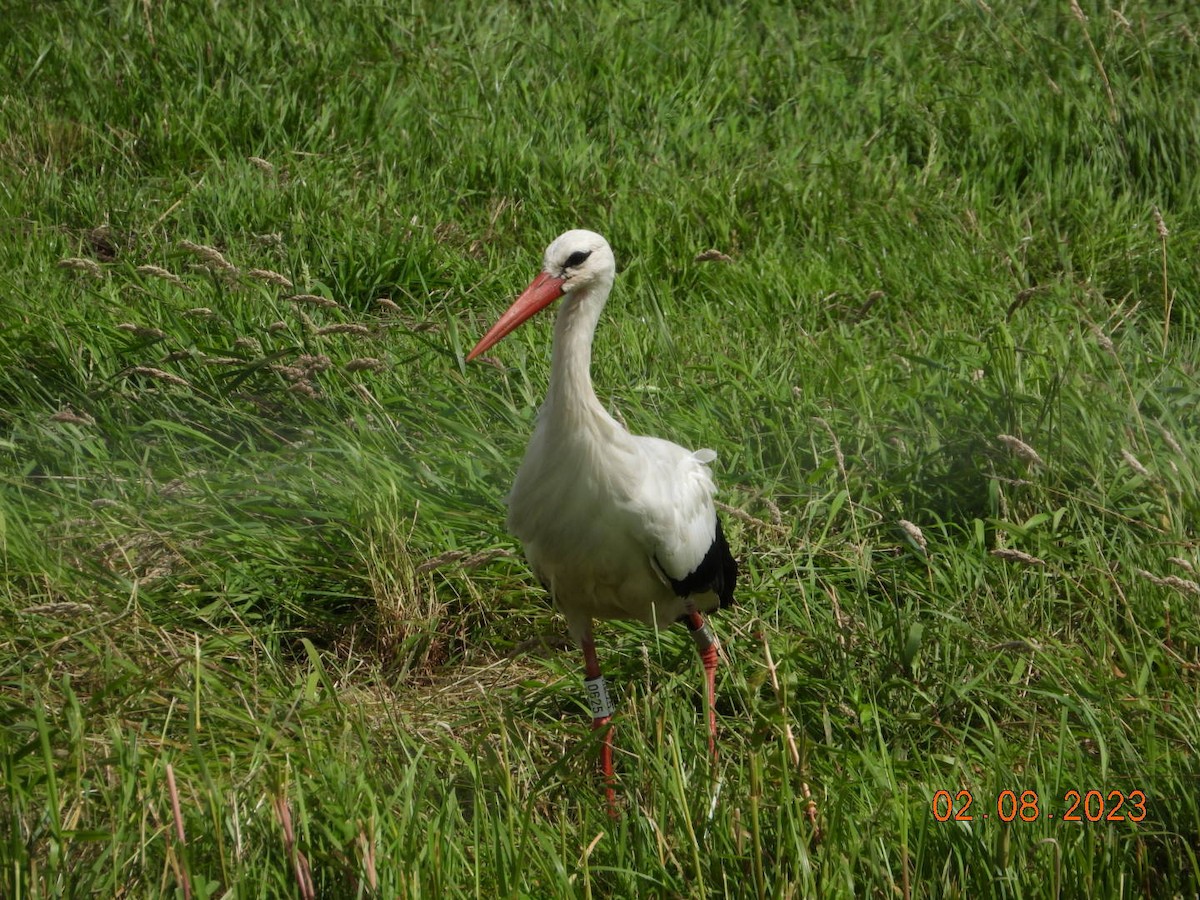 White Stork - ML599809421