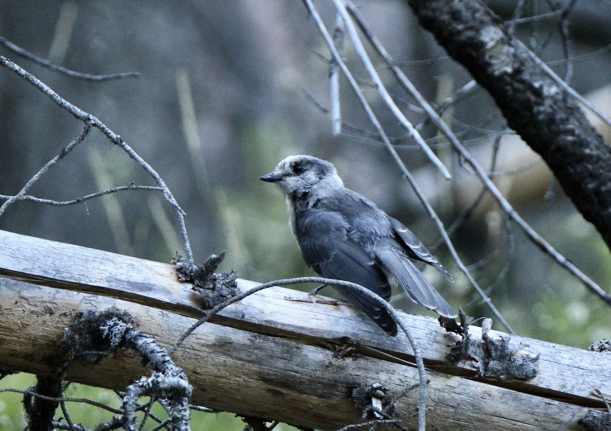 Canada Jay - ML599809481