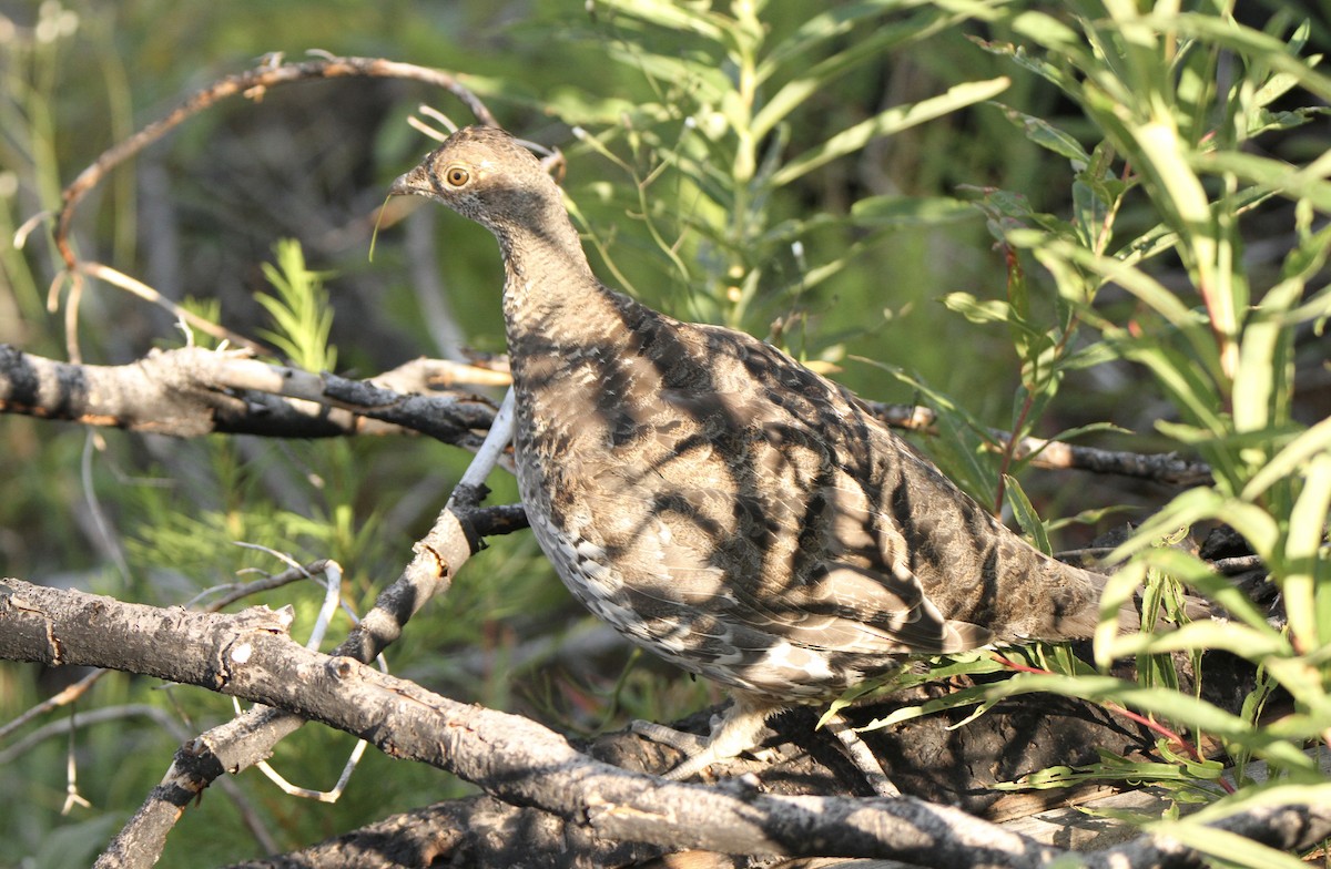 Dusky Grouse - Josiah Lavender