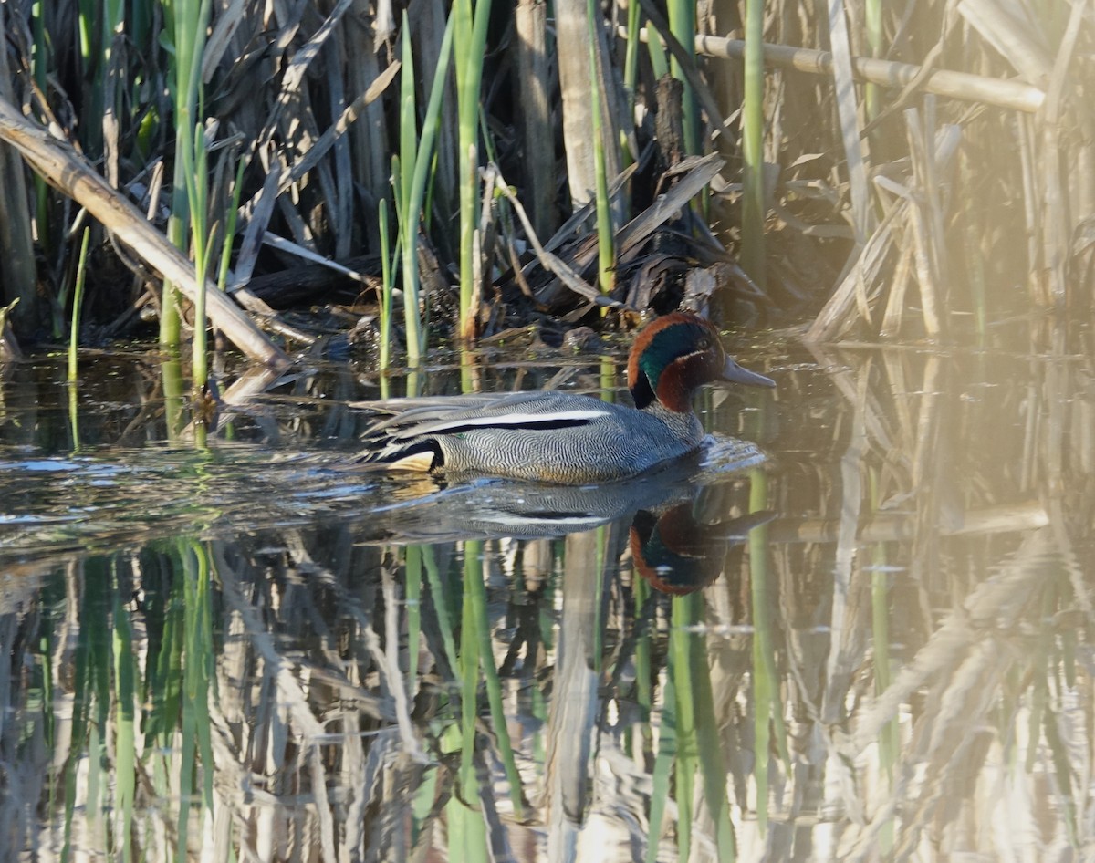 Green-winged Teal - ML599809871