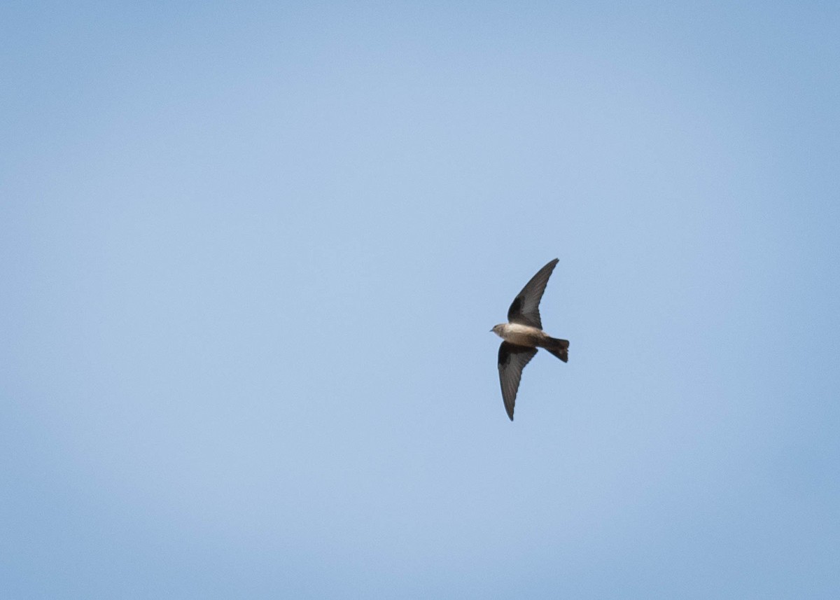 Eurasian Crag-Martin - ML599810241