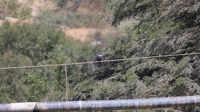 Ringed Kingfisher - ML599810281