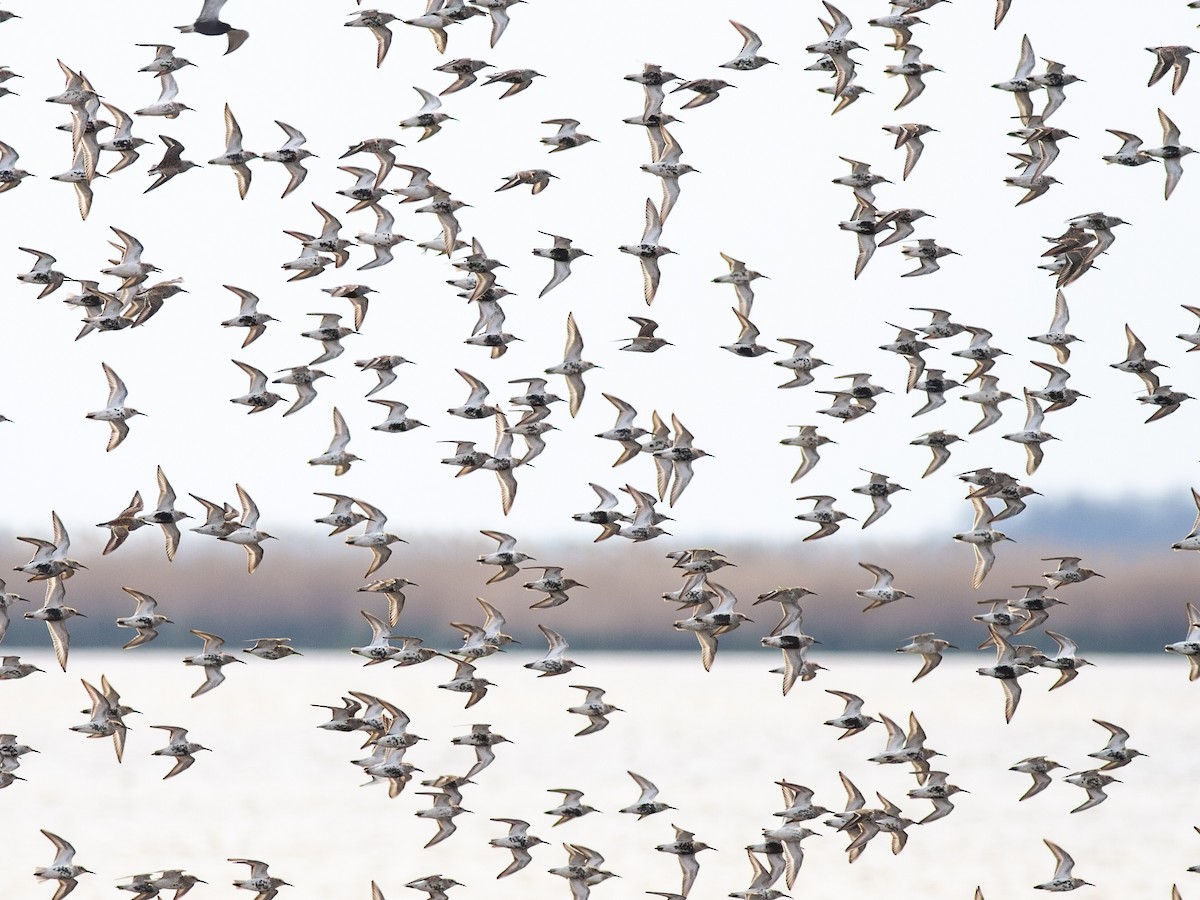 Dunlin - ML599811531