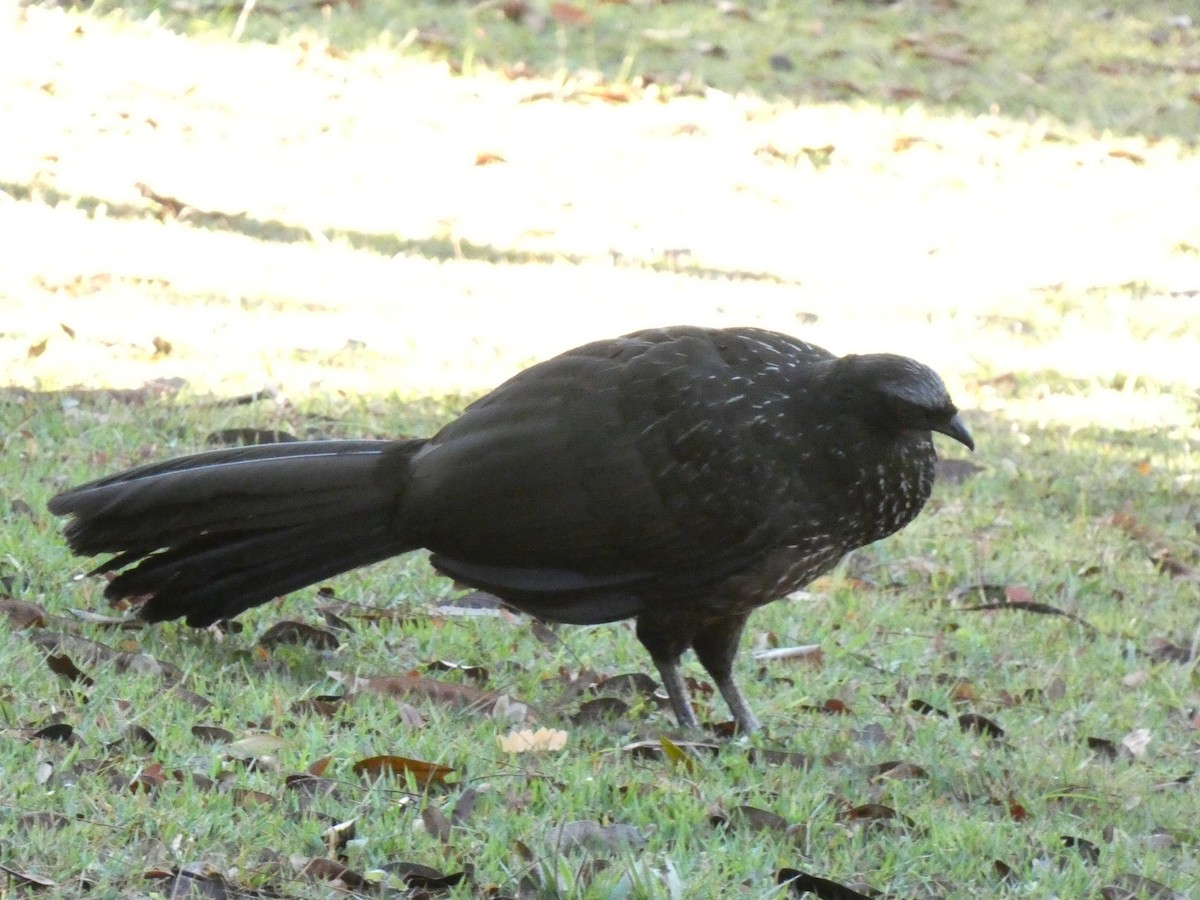 Dusky-legged Guan - ML599811621