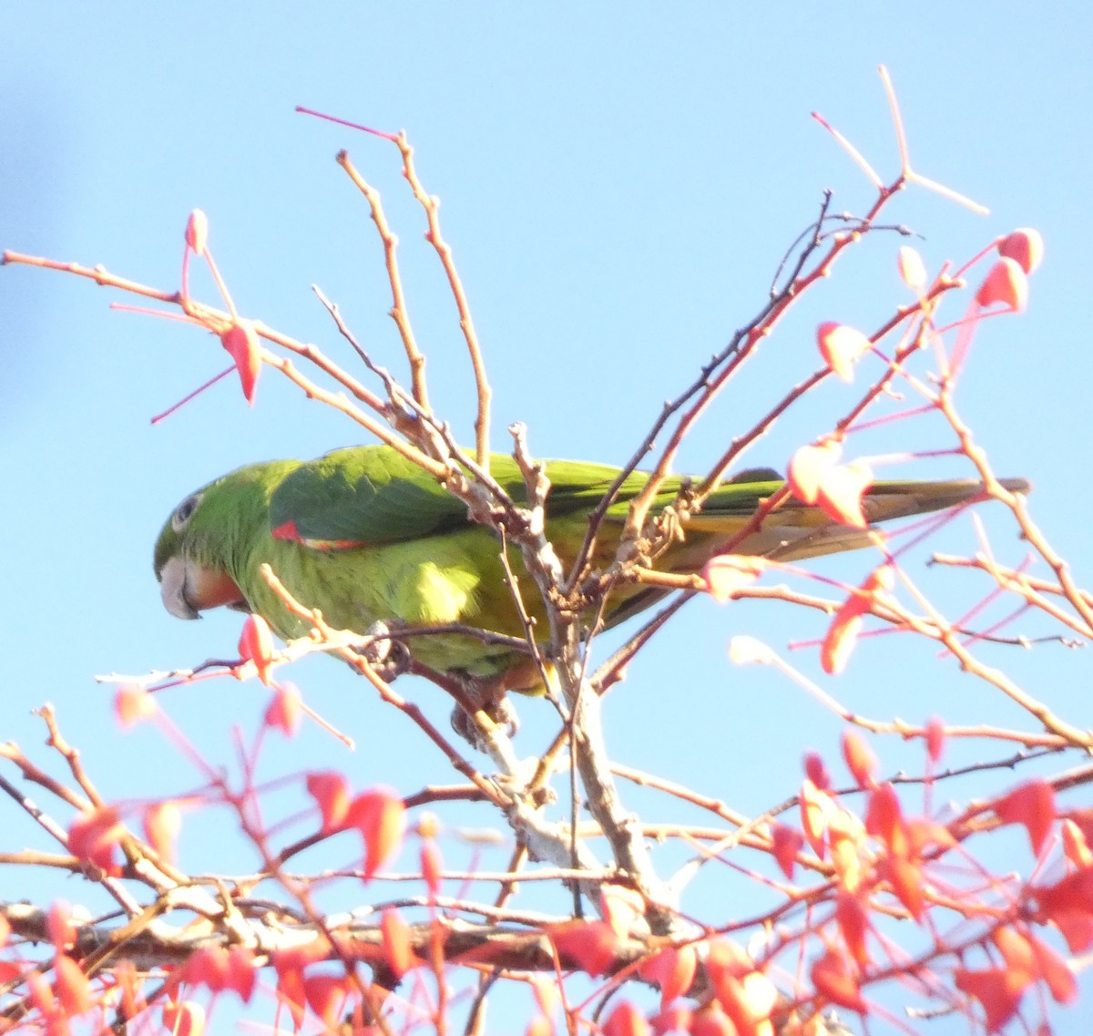 White-eyed Parakeet - ML599811691