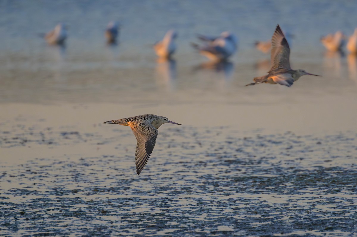 Marbled Godwit - Robin Alexander