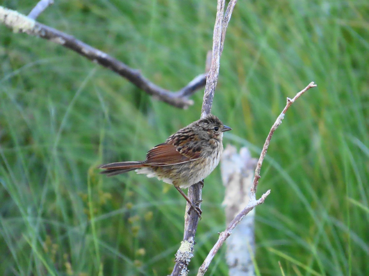 Swamp Sparrow - ML599811871