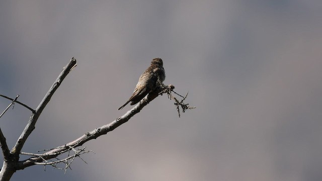 Colibrí del Atacama - ML599812221