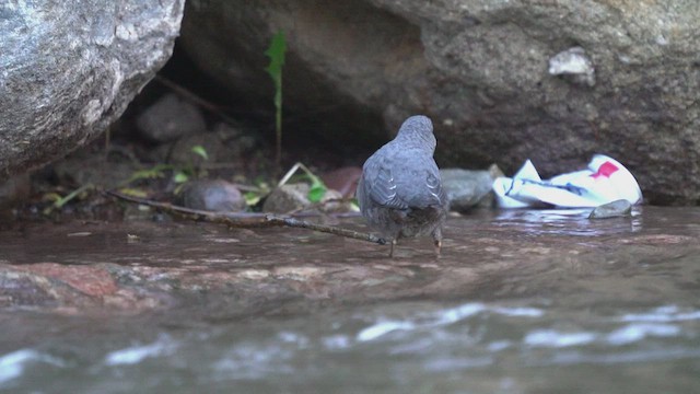 American Dipper - ML599812351