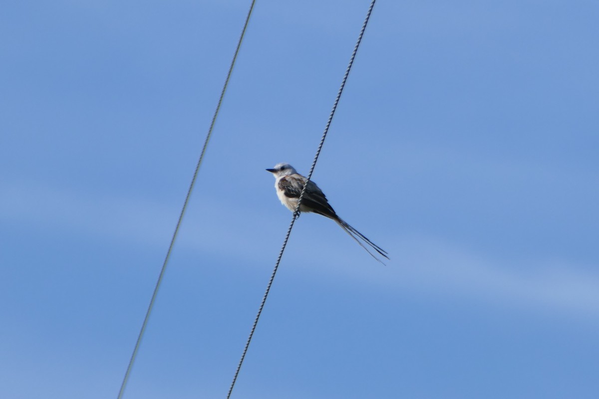 Scissor-tailed Flycatcher - ML599814281