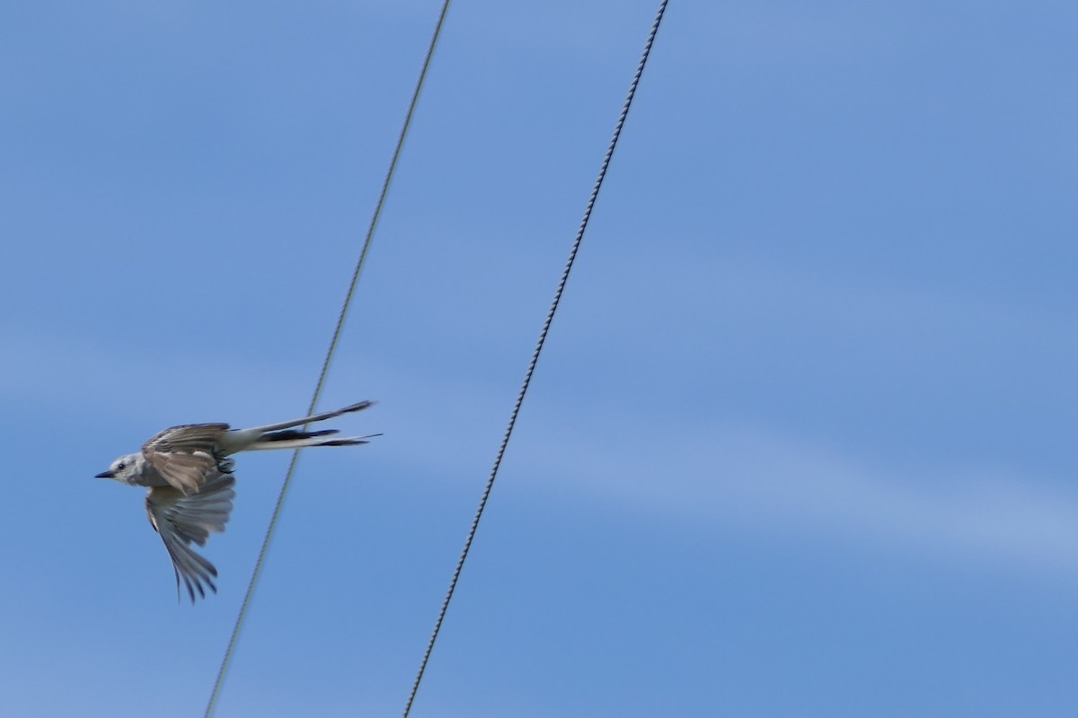 Scissor-tailed Flycatcher - ML599814291