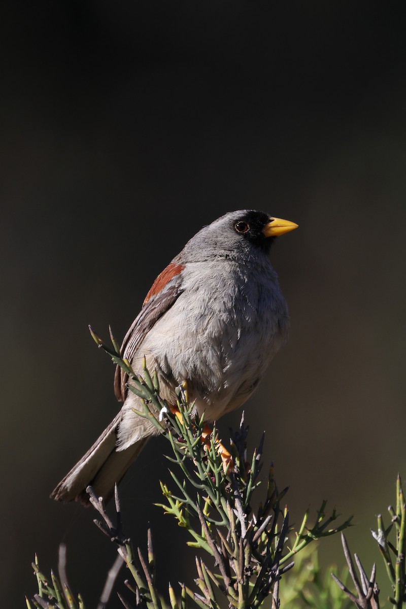 Rufous-backed Inca-Finch - ML599815101