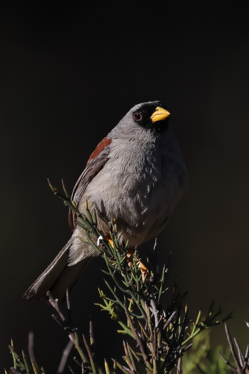 Rufous-backed Inca-Finch - Manuel Roncal