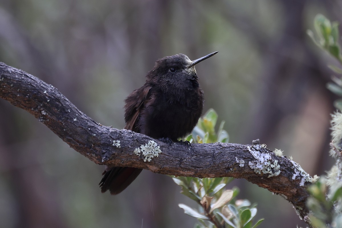 Black Metaltail - ML599815501