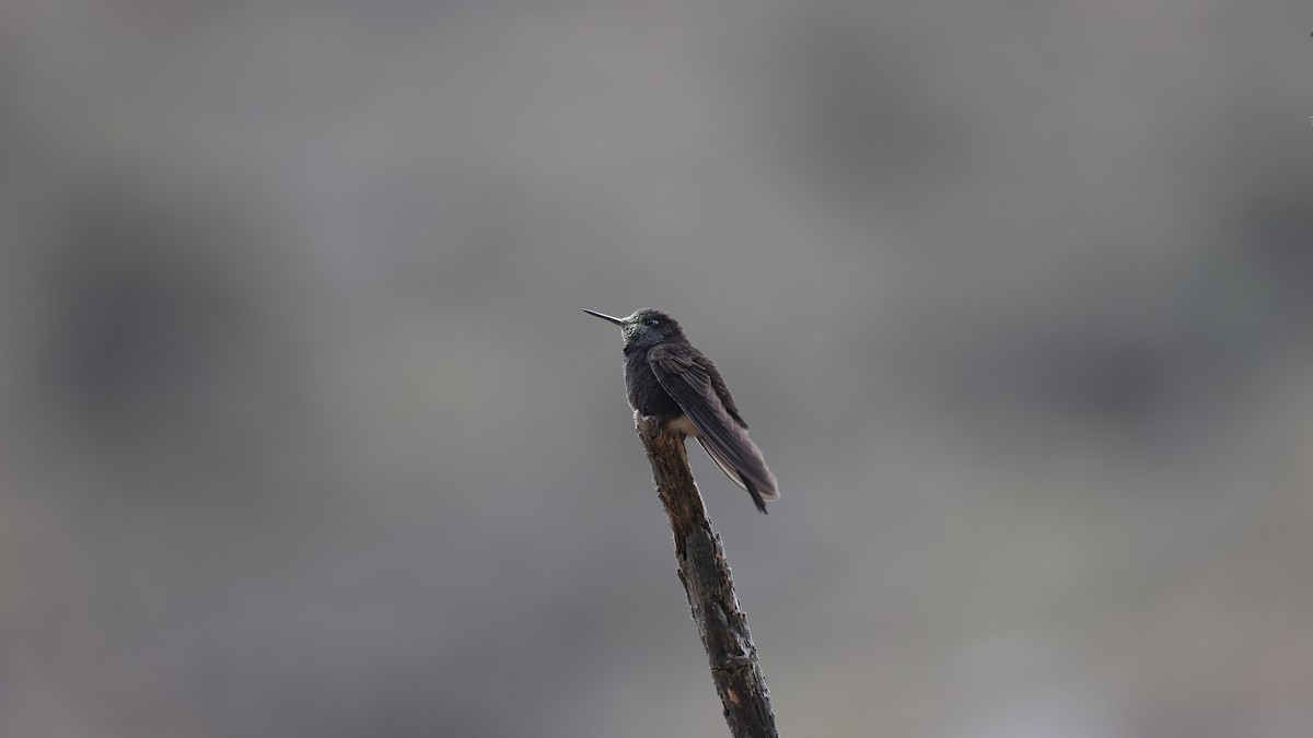 Black Metaltail - ML599815511