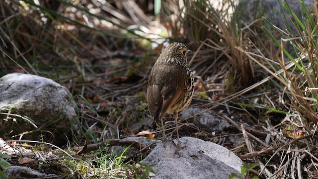 Stripe-headed Antpitta - ML599815651