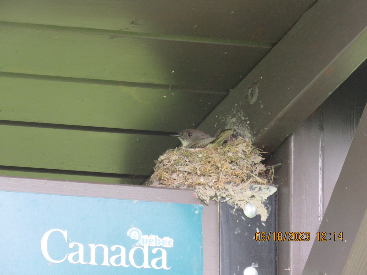 Eastern Phoebe - Langis Sirois