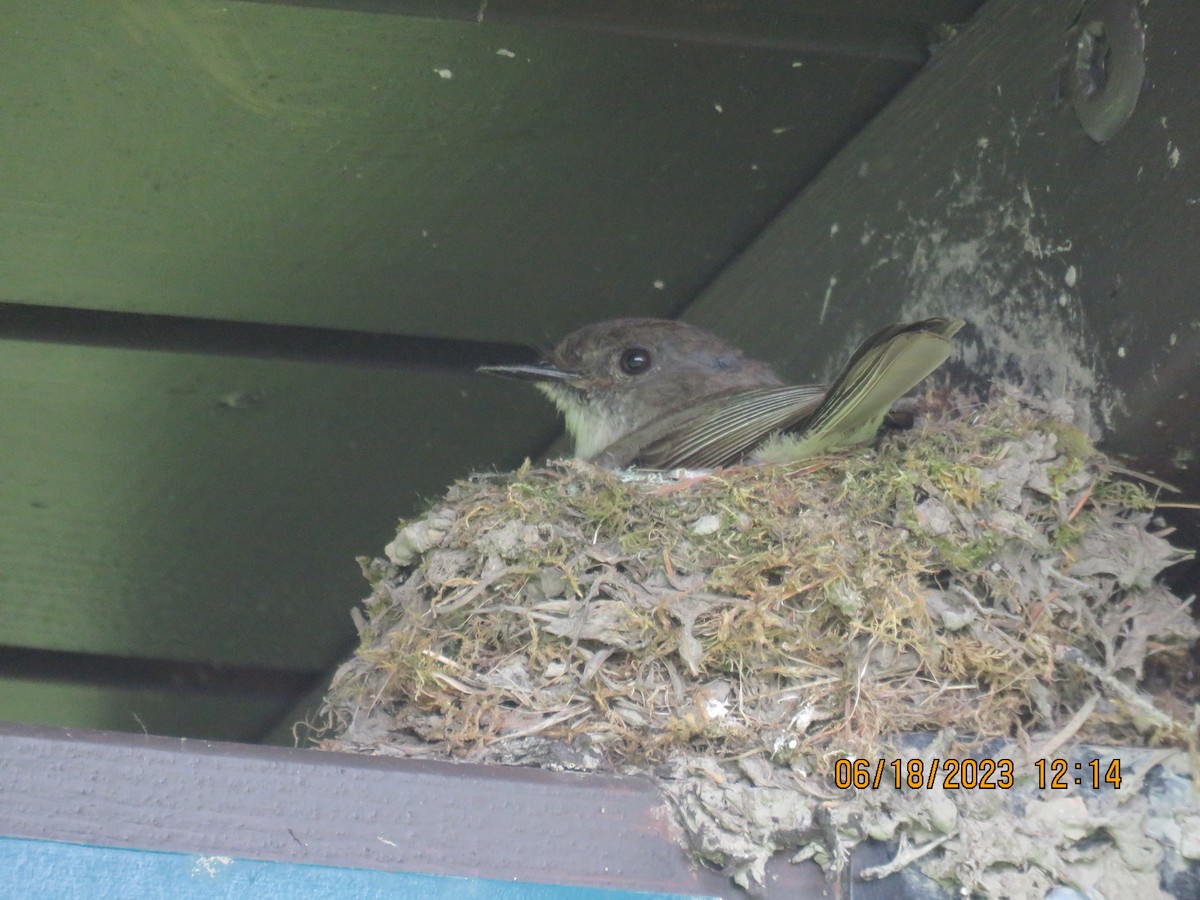 Eastern Phoebe - ML599816681