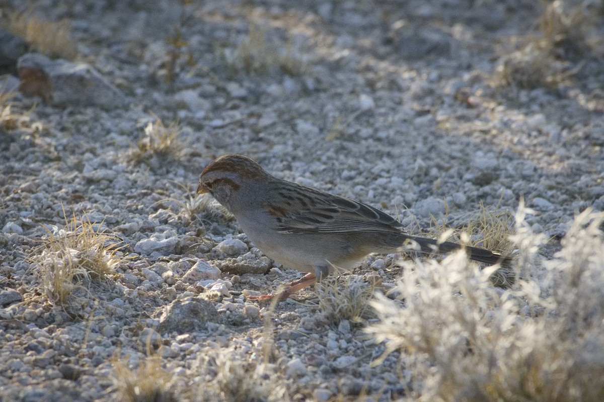 Rufous-winged Sparrow - ML599817901