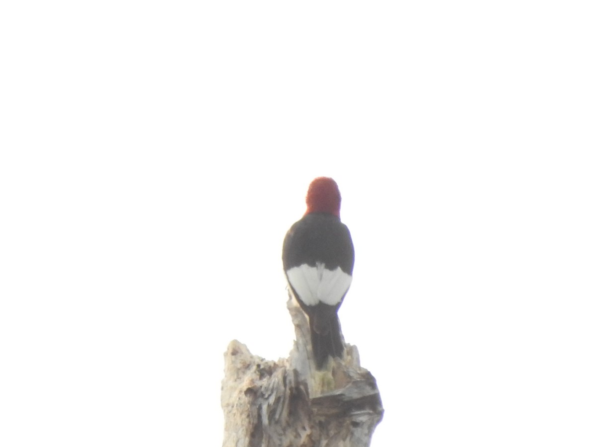 Red-headed Woodpecker - ML599818521