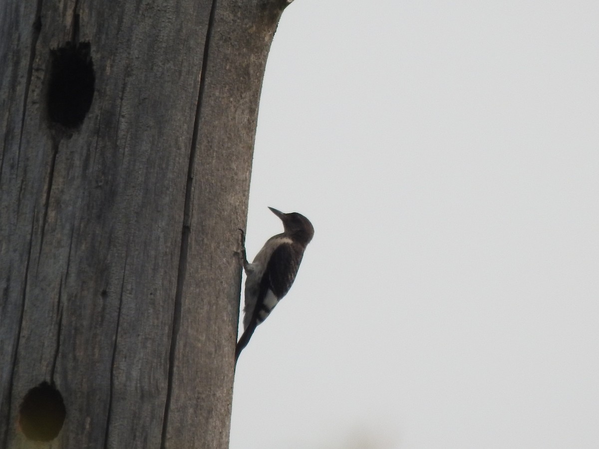 Red-headed Woodpecker - ML599818531