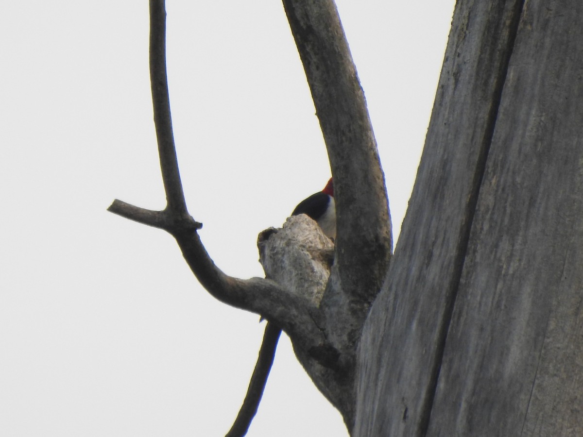 Red-headed Woodpecker - ML599818541