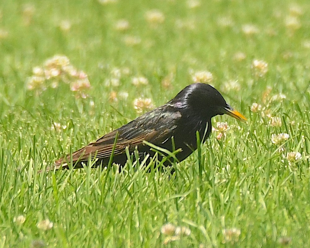 European Starling - ML599818971